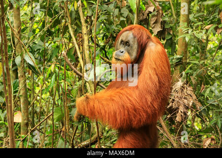 Männliche Sumatra Orang-Utans (Pongo abelii) auf dem Boden im Gunung Leuser Nationalpark, Sumatra, Indonesien. Sumatra Orang-Utans ist endemisch auf der Stockfoto