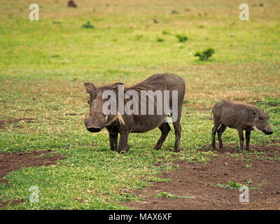 Gemeinsame Warzenschwein (Phacochoerus africanus) kniend Mutter & Kind stehen auf Wiesen Naturschutzgebiete der Masai Mara, Kenia, Afrika Stockfoto