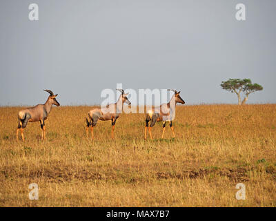 Line-up von drei Alert weiblichen Topi (Damaliscus lunatus jimela) ansehen Predator auf die Ebenen der Maasai Mara Naturschutzgebieten, Kenia, Afrika Stockfoto