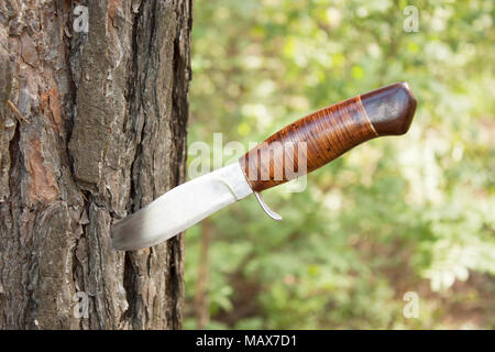 Alte Jagd Messer stecken in einer Kiefer Stockfoto