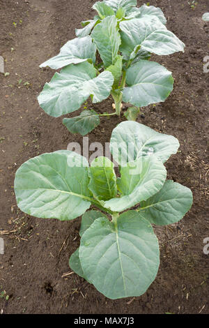 Junge Pflanzen von Kohl im Garten Stockfoto