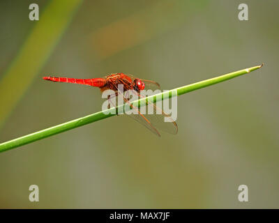 Zart glitzernden Flügel eines breiten Scarlet Dragonfly (Crocothemis Erythraea) gegen eine klare diffusen Hintergrund in der Masai Mara, Kenia, Afrika Stockfoto