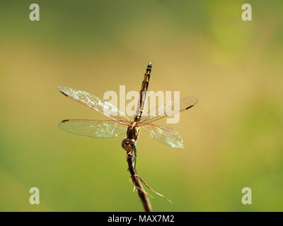 Zart glitzernden Flügel eines weiblichen rot geäderten dropwing Dragonfly (Trithemis arteriosa) gegen diffusen Hintergrund in der Masai Mara, Kenia, Afrika Stockfoto