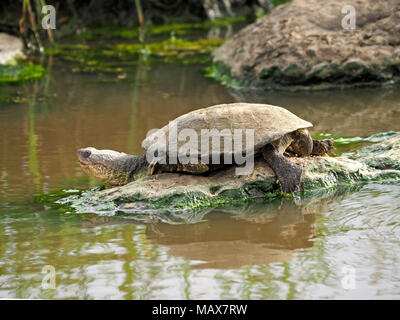 Afrikanische behelmte Schildkröte (Pelomedusa subrufa), aka Marsh Dosenschildkröte oder Krokodil Schildkröte, Aalen in der Sonne an einem Wasserloch in der Masai Mara, Kenia, Afrika Stockfoto