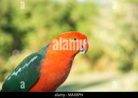 Australischen männlichen König Parrot, alisterus scapularis. Stockfoto