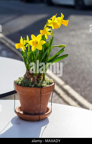 Isolierte Golden, gelbe Narzisse Topfpflanze, Frühling, London UK Stockfoto