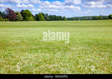 Sommer Landschaft mit grünen Park Rasen im südlichen England UK. Fokus auf Rasen Stockfoto