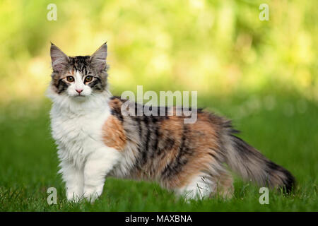 Junge Norwegische Waldkatze weiblichen Ständigen Stockfoto