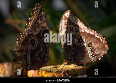 Blue Morpho Schmetterlinge Stockfoto