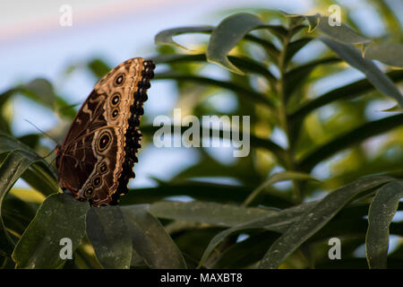 Blue Morpho Schmetterling Stockfoto