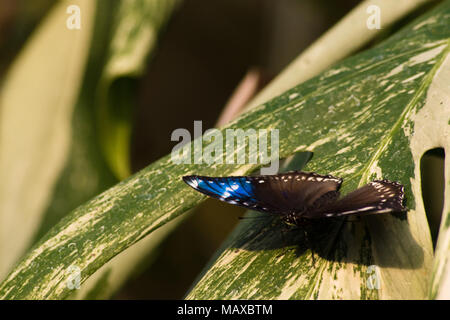 Eggfly Schmetterling Stockfoto