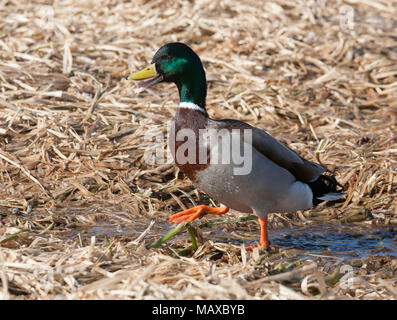 Stockente 2018 Stockfoto