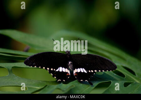 Gemeinsamen Mormone Schmetterling Stockfoto