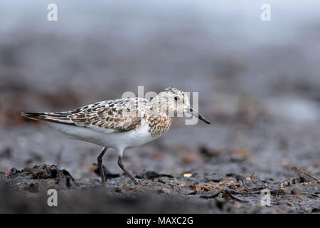 Sanderling (Calidris alba) in Zucht Gefieder Nahrungssuche auf sandigen Strand im Sommer Stockfoto