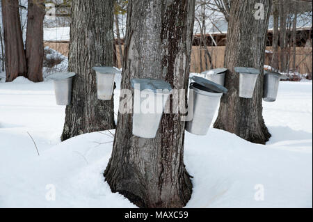 Traditionelle Eimer werden verwendet SAP aus Ahorn, indem sie die Bäume im Frühjahr in New England Ahornsirup und Ahorn su zu sammeln Stockfoto