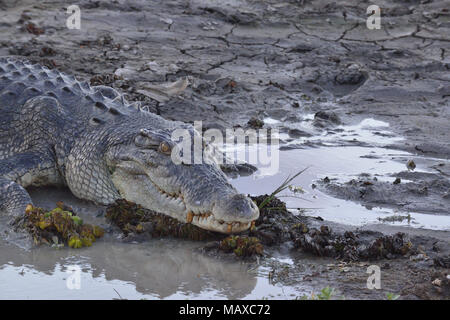 Großes Salzwasserkrokodil auf dem Yellow Water Billabong, Kakadu, Northern Territory, Top End, Australien Stockfoto