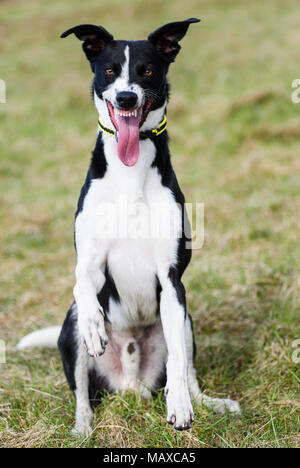 Schwarz & Weiß Hund ziehen eine verrückte scary Typ Gesicht mit herausgestreckter Zunge Stockfoto