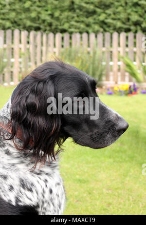 Grosser Munsterlander Hund Stockfoto