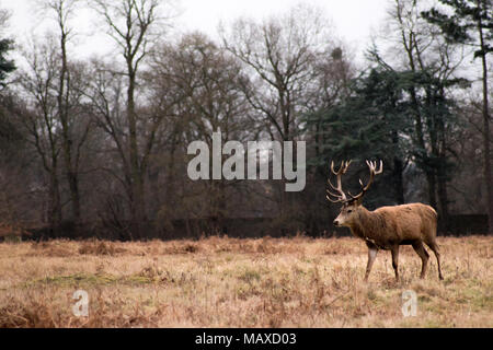 Red Deer Roaming Bushy Park, Surrey Stockfoto