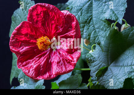 Die hellen rot geäderten Blüten der Gartenanlage, Abutilon oder Malve, in der Blüte, wie ein Haus Pflanze gewachsen. Stockfoto