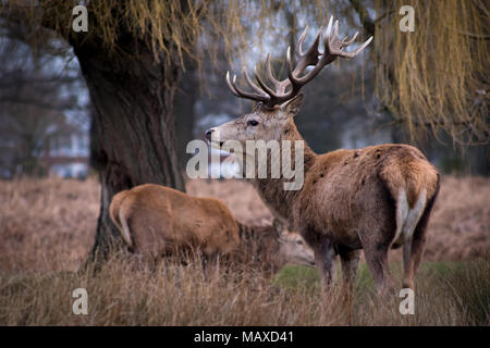 Red Deer Roaming in belebten Park, Surrey Stockfoto