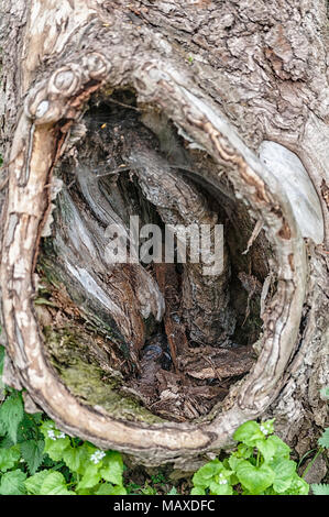 Ein Loch in einem Baumstamm Stockfoto