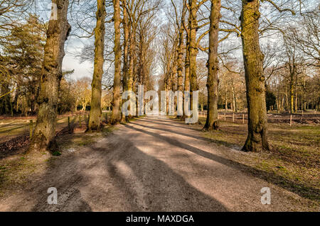 Schöne Bäume mit einem Wanderweg in der Mitte ausgerichtet Stockfoto