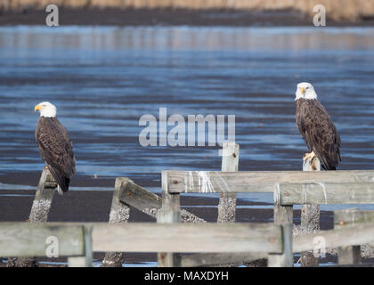 Ein Paar kahle Adler thront auf einem Dock auf dem Wasser außerhalb Blackwater National Wildlife Refuge, Cambridge, Maryland Stockfoto