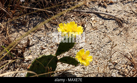 Cactus (Opuntia phaecantha) mit drei gelbe Blüten in natürlicher Umgebung, Sanibel Island, Florida, USA Stockfoto