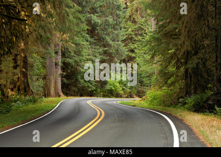 WA 15014-00 ... WASHHINGTON - Die obere Hoh River Road in Olympic National Park. Stockfoto