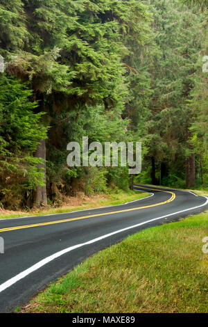 WA 15015-00 ... WASHHINGTON - Die obere Hoh River Road in Olympic National Park. Stockfoto