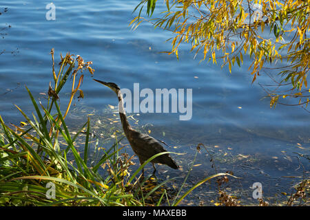 WA 15036-00 ... WASHINGTON - Blue Heron zu Fuß durch das seichte Wasser am Ufer des Sees, eine Stadt park in Seattle. Stockfoto