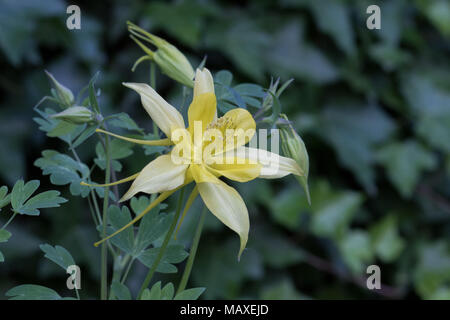 Eine gelbe Columbine Blüte aus Arizona, USA. Stockfoto