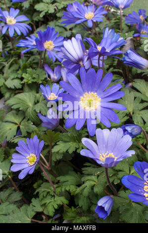 Anemone blanda 'Blau' in Blüte im Frühjahr. Klumpen bilden Verbreitung mehrjährig. Ideal für naturalisierung in Wäldern, Rock Gardens. Stockfoto