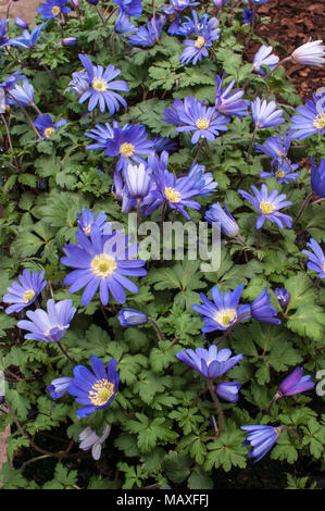 Anemone blanda 'Blau' in Blüte im Frühjahr. Klumpen bilden Verbreitung mehrjährig. Ideal für naturalisierung in Wäldern, Rock Gardens. Stockfoto