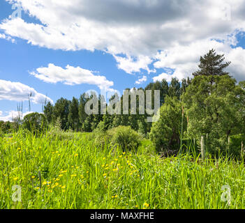 Schönen ländlichen Sommer Landschaft mit blühenden Blumen auf der Wiese und mit blauer Himmel, weiße Wolken, ein Panorama. Frühling Landschaft mit blühenden m Stockfoto