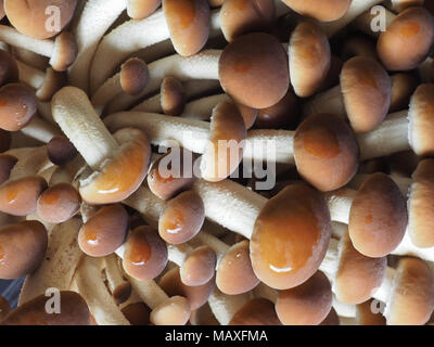 Pappel Pilze (Cyclocybe aegerita) aka samt pioppini Pilz Pilze essen Stockfoto