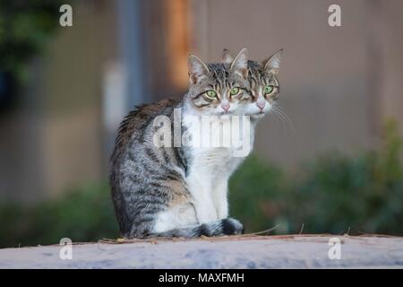 Zwei Katzen Stockfoto