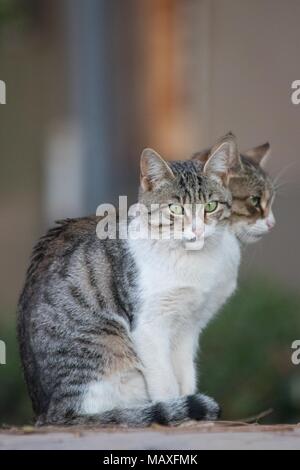 Zwei Katzen Stockfoto