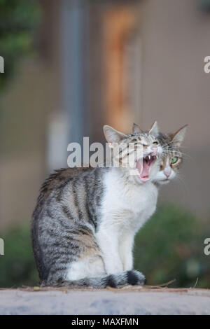 Zwei Katzen Stockfoto