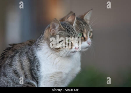 Zwei Katzen Stockfoto