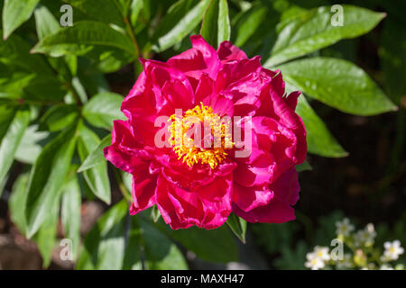 'Karl Rosenfield "gemeinsamen Garten, Luktpion Pfingstrose (Paeonia lactiflora) Stockfoto