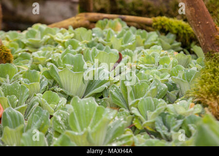 Wasser, Salat, Musselblomma (muschelblumen stratiotes) Stockfoto