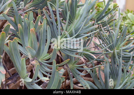 Ventilator Aloe, Solfjäderaloe (Kumara Plicatilis) Stockfoto