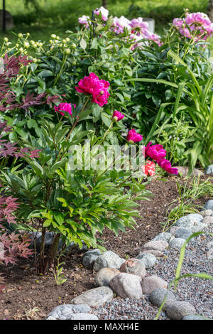 'Karl Rosenfield "gemeinsamen Garten, Luktpion Pfingstrose (Paeonia lactiflora) Stockfoto