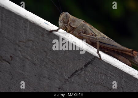 Australische riesiger Grashüpfer, Valanga irregularis Stockfoto