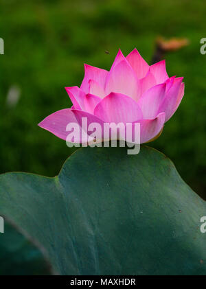 Nahaufnahme der Lotusblume auf dem Teich am sonnigen Tag. Stockfoto