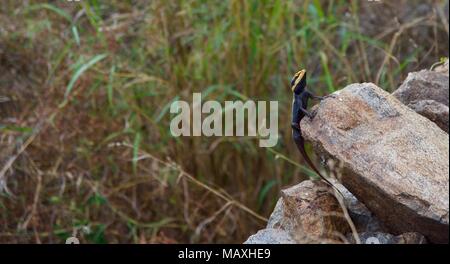 Halbinsel Rock Agama sichern die Sonne auf einem Felsen in der nilgiris Stockfoto