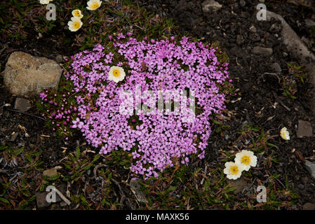 Moss Campian und weißen Dryaden Blüte in Longyearbyen auf Spitzbergen, eine Inselgruppe im Arktischen Ozean. Stockfoto