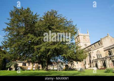 Kirche St. Maria, der Jungfrau, mit einem großen Eibe in ihrer Begründung Gillingham Dorset England UK Stockfoto